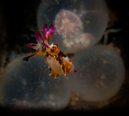 A baby flamboyant cuttlefish emerges from its egg. Nikon D300 + 105mm f/2.8 Micro: f/22, 1/160", ISO 200
