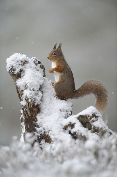 Red Squirrel - Russell Childs