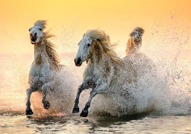 horses-running-in-water